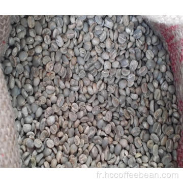 Grains de café vert cru 100% arabica